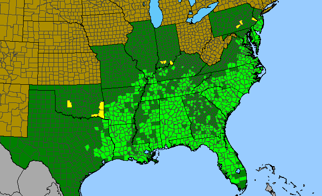 The range of Itea virginica